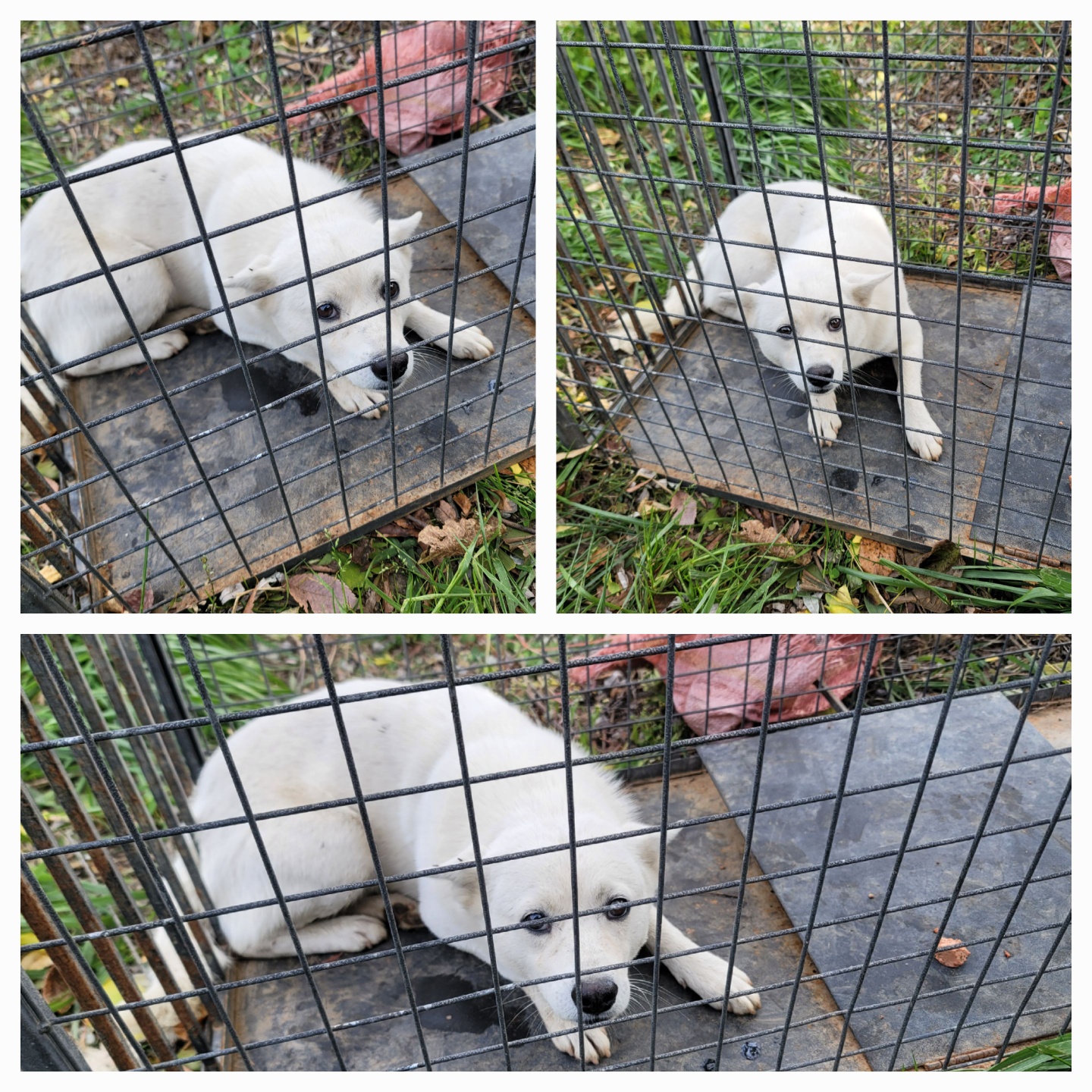 종합축산_447512202500677