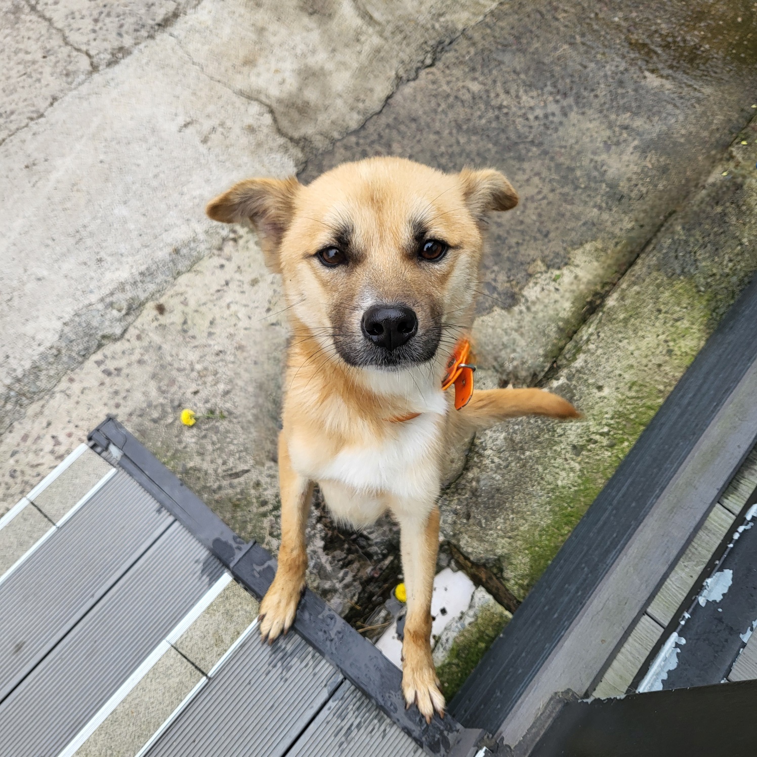 사천시 동물보호센터_448534202501777