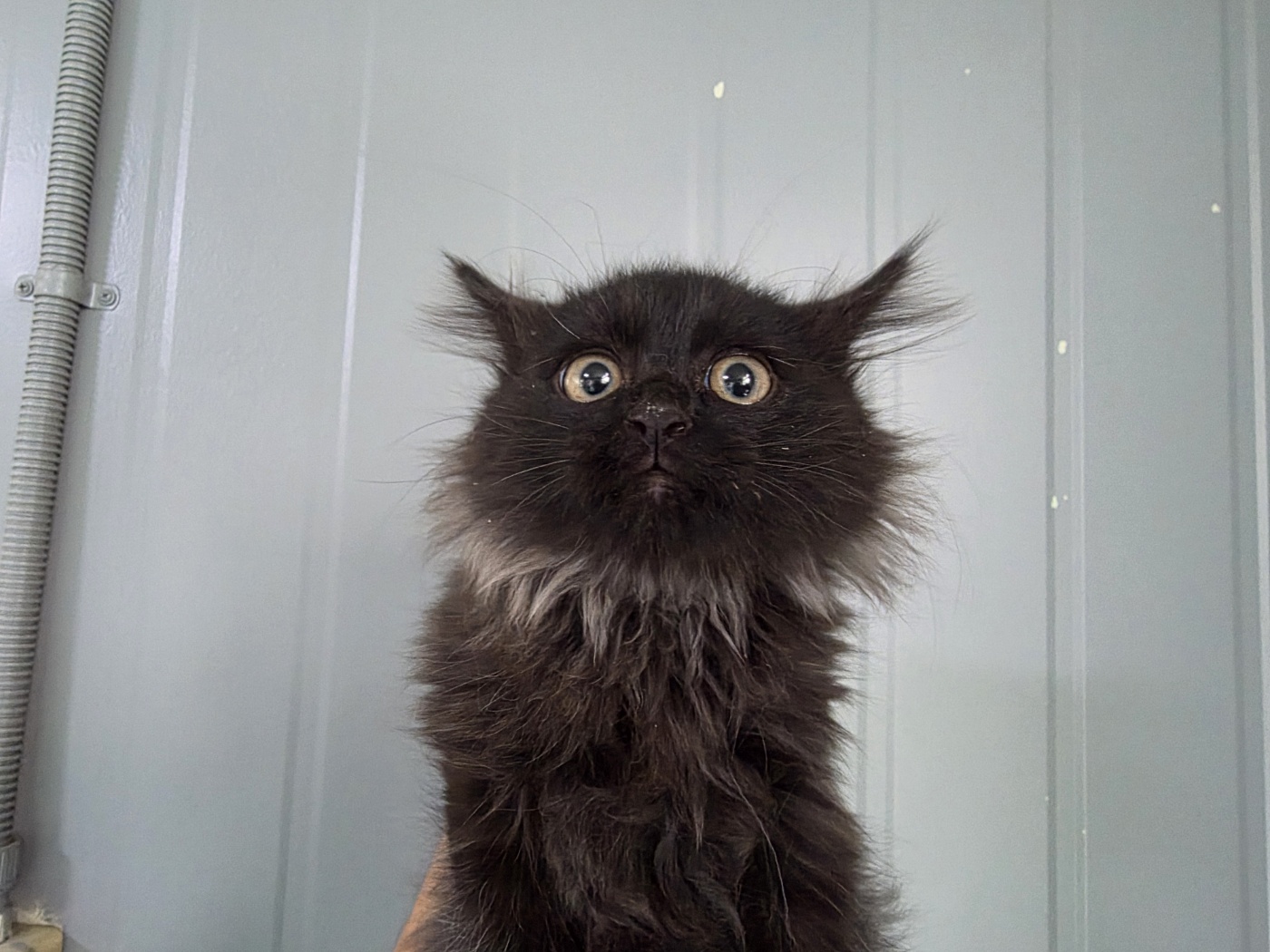 한국야생동물보호협회_441397202500269