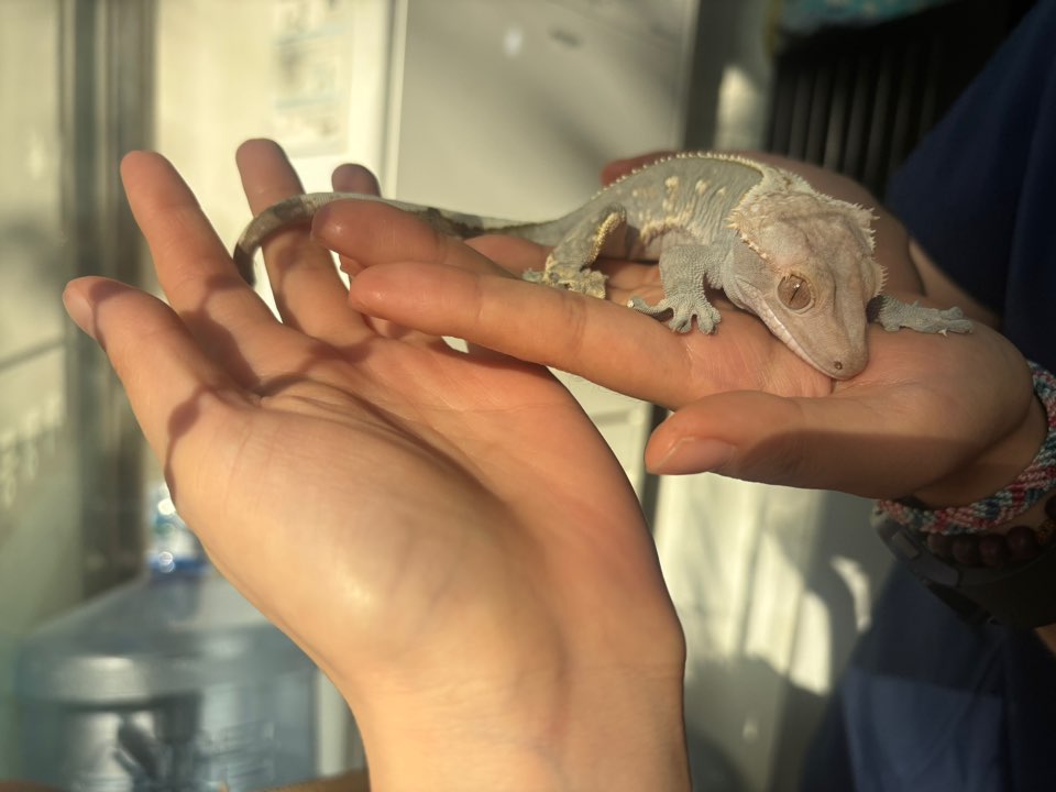 보호중 기타축종의 …