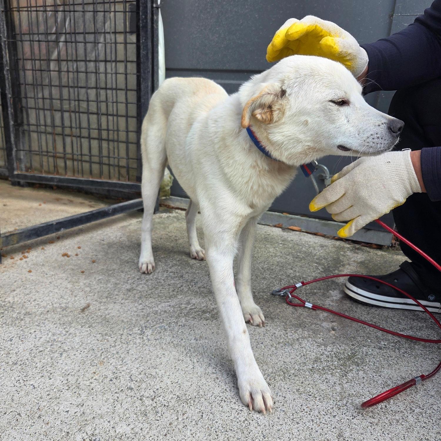 보호중 믹스견의 가…