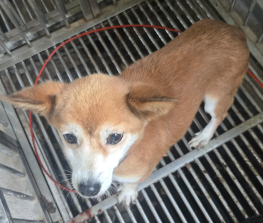 의령군 동물보호센터_448539202500335