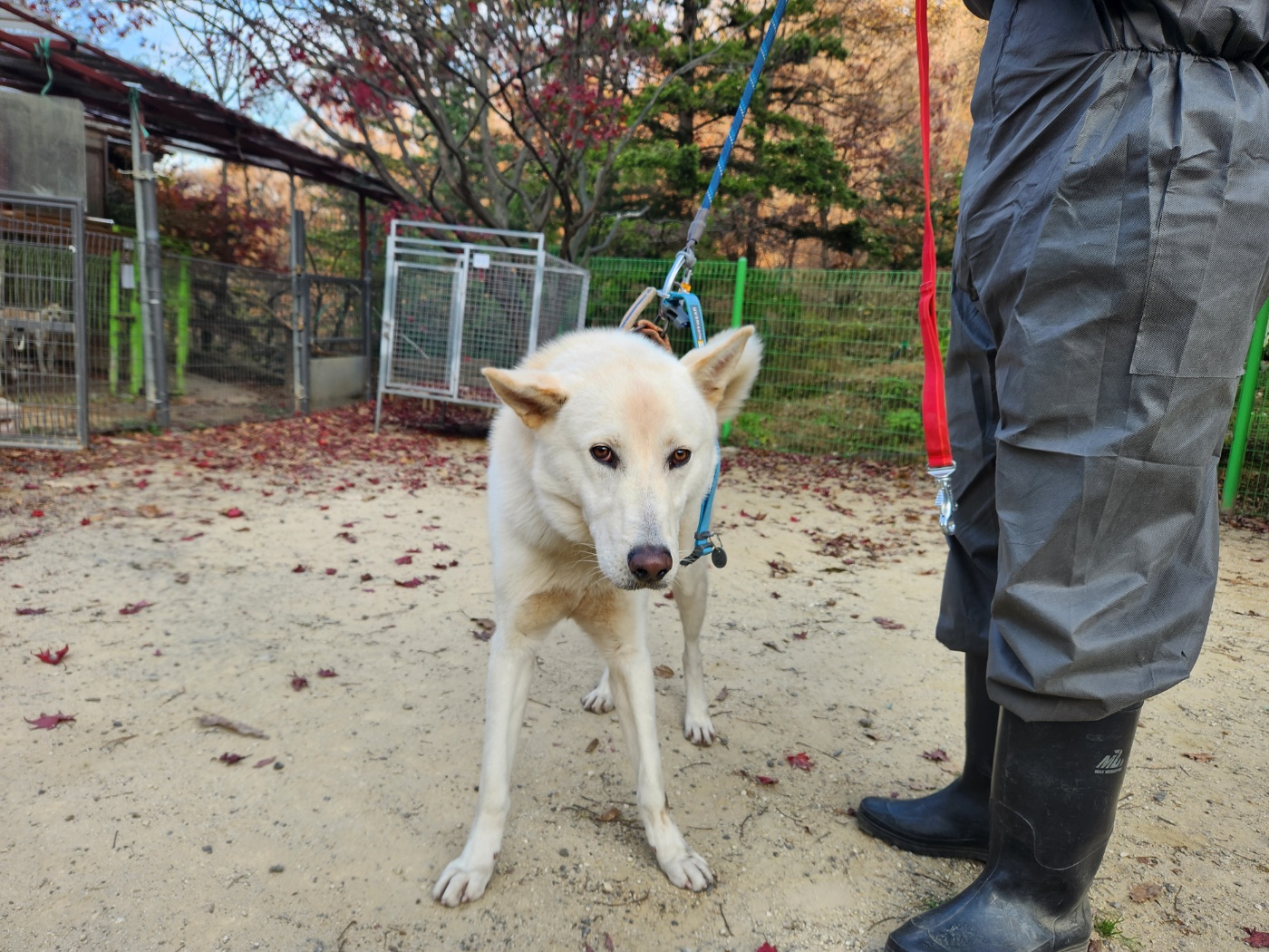 종료(반환) 진도견…