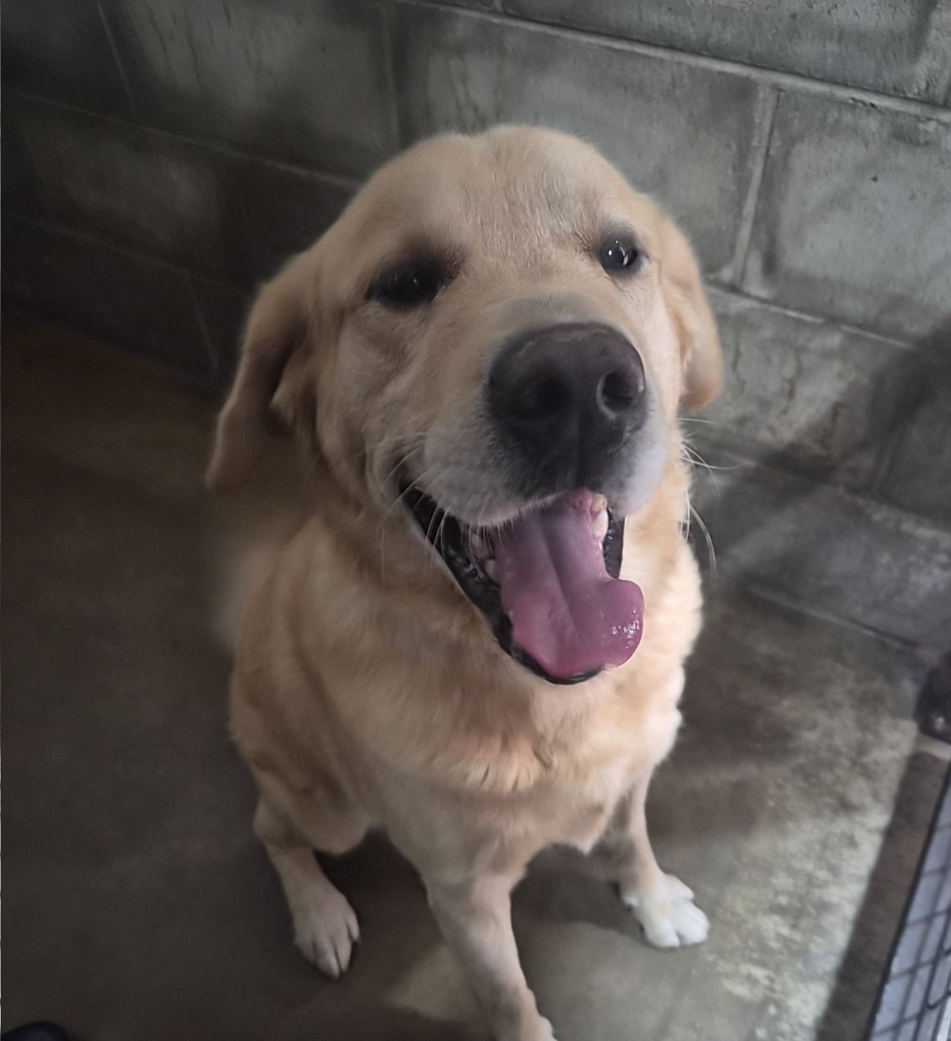 종료(반환) 골든 …