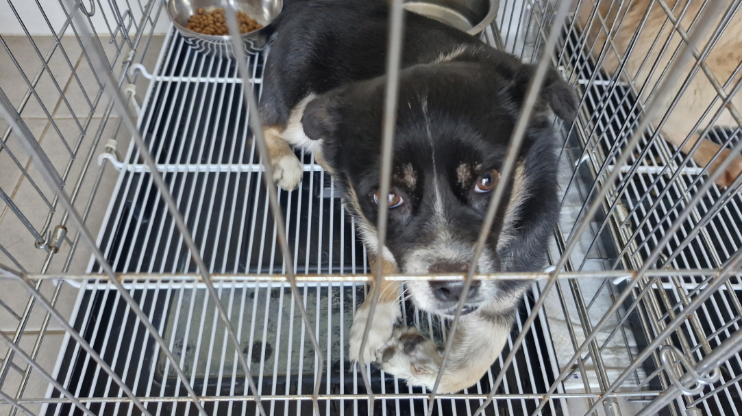 동해시동물보호센터_442421202500209