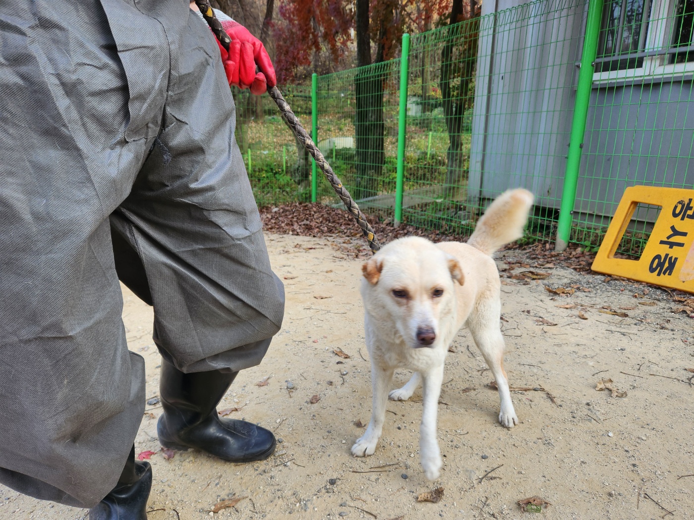 광주TNR동물병원송정_441554202501725