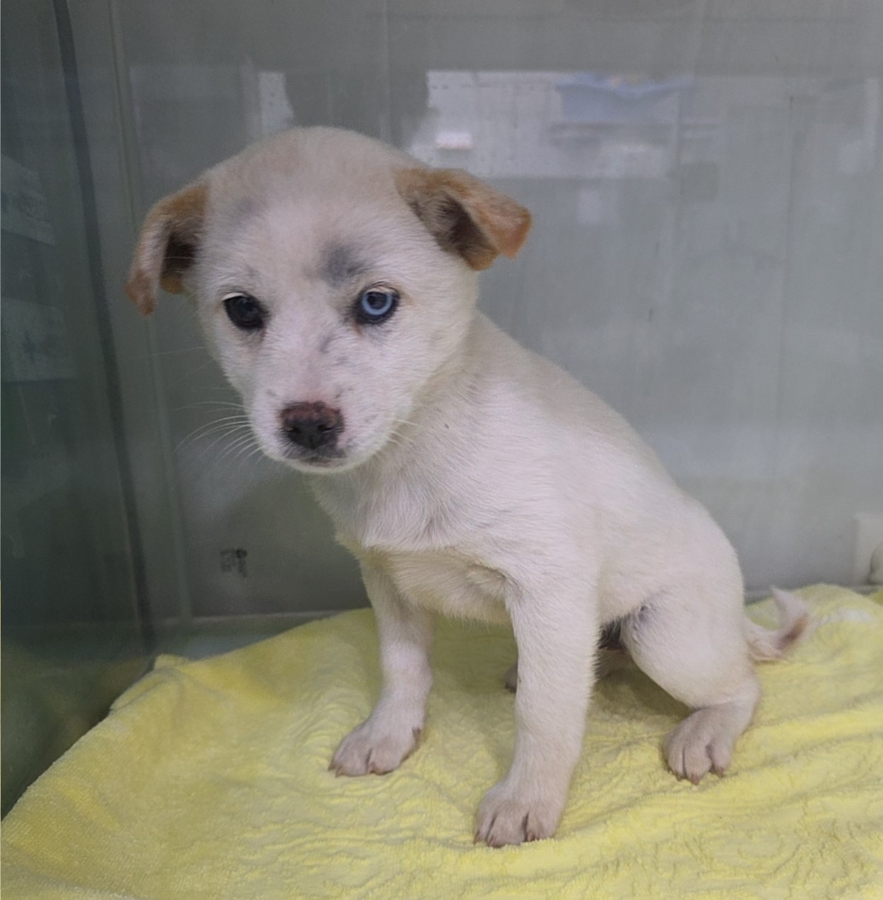 군산유기동물보호센터_445467202502281