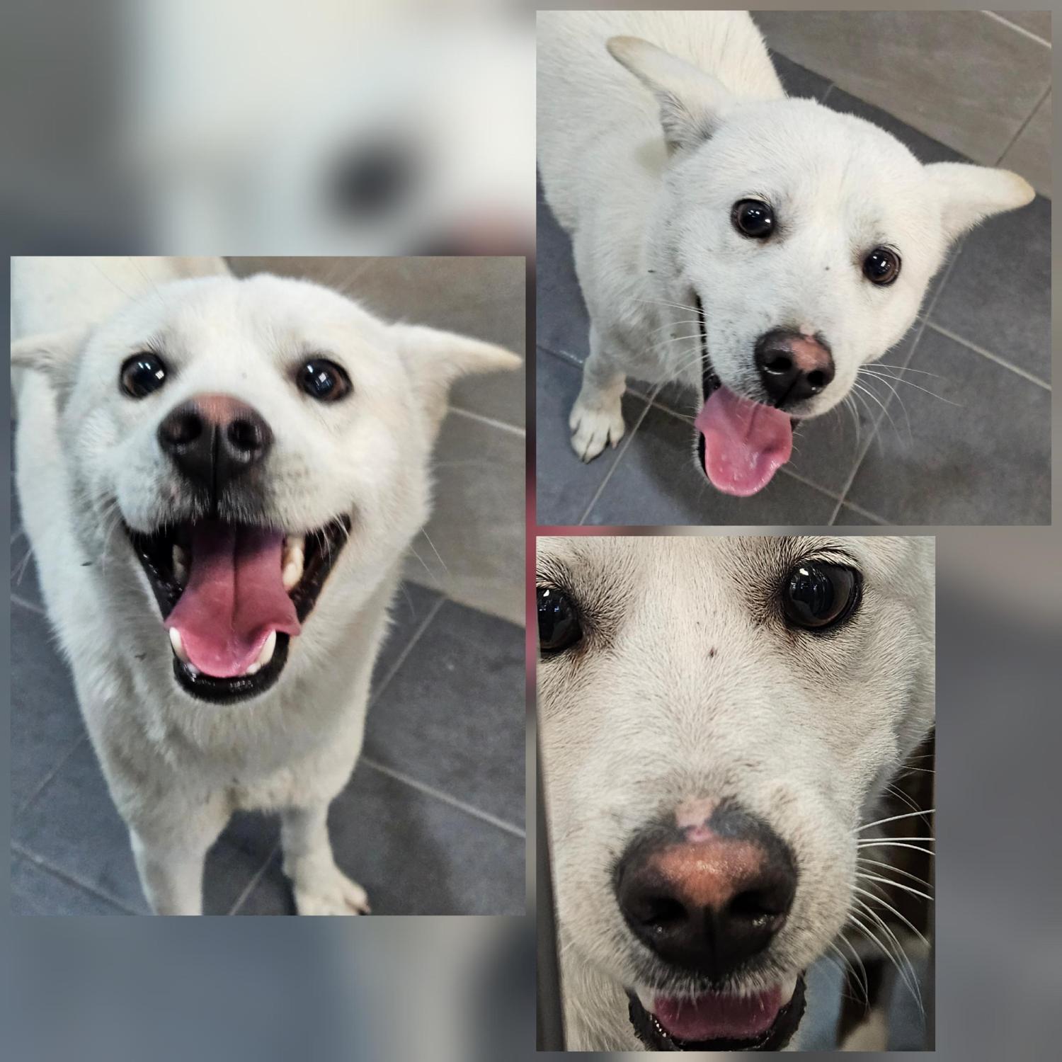 보호중 믹스견의 가…