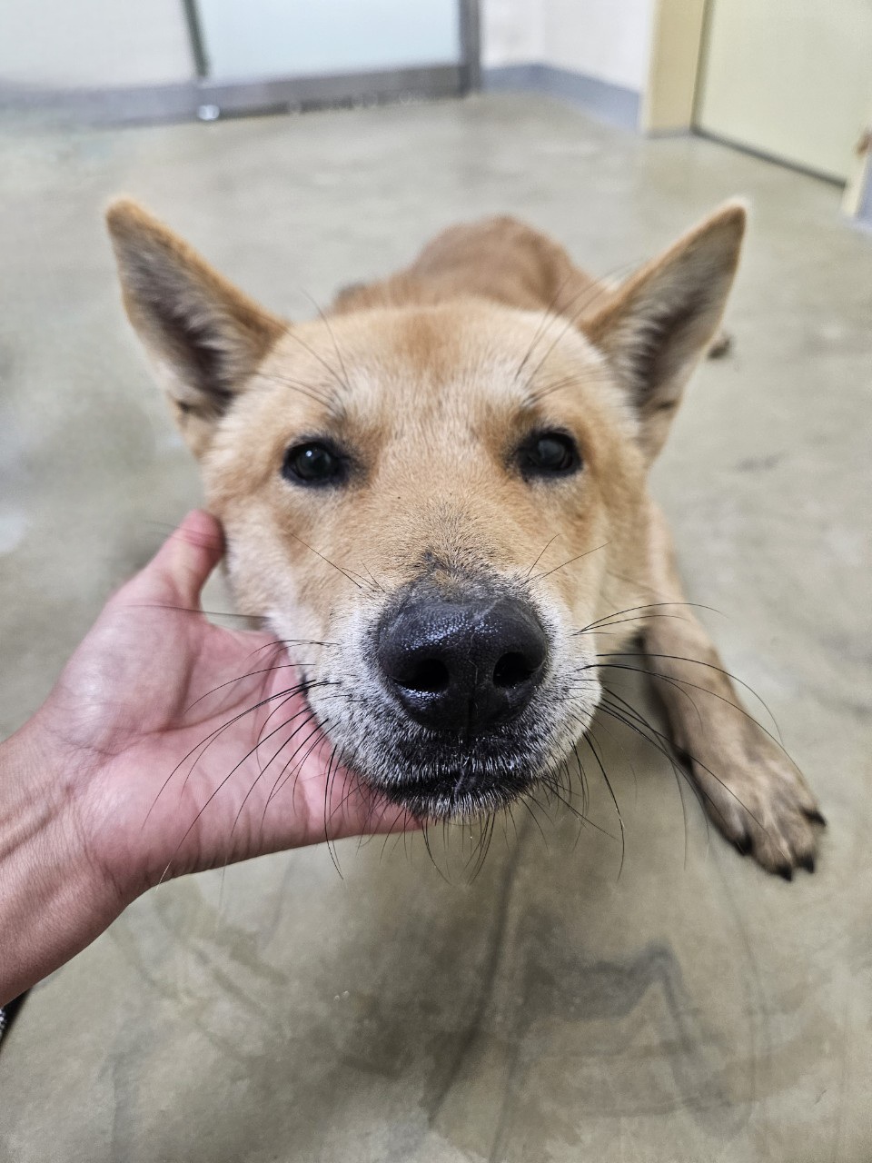 보호중 믹스견의 가…