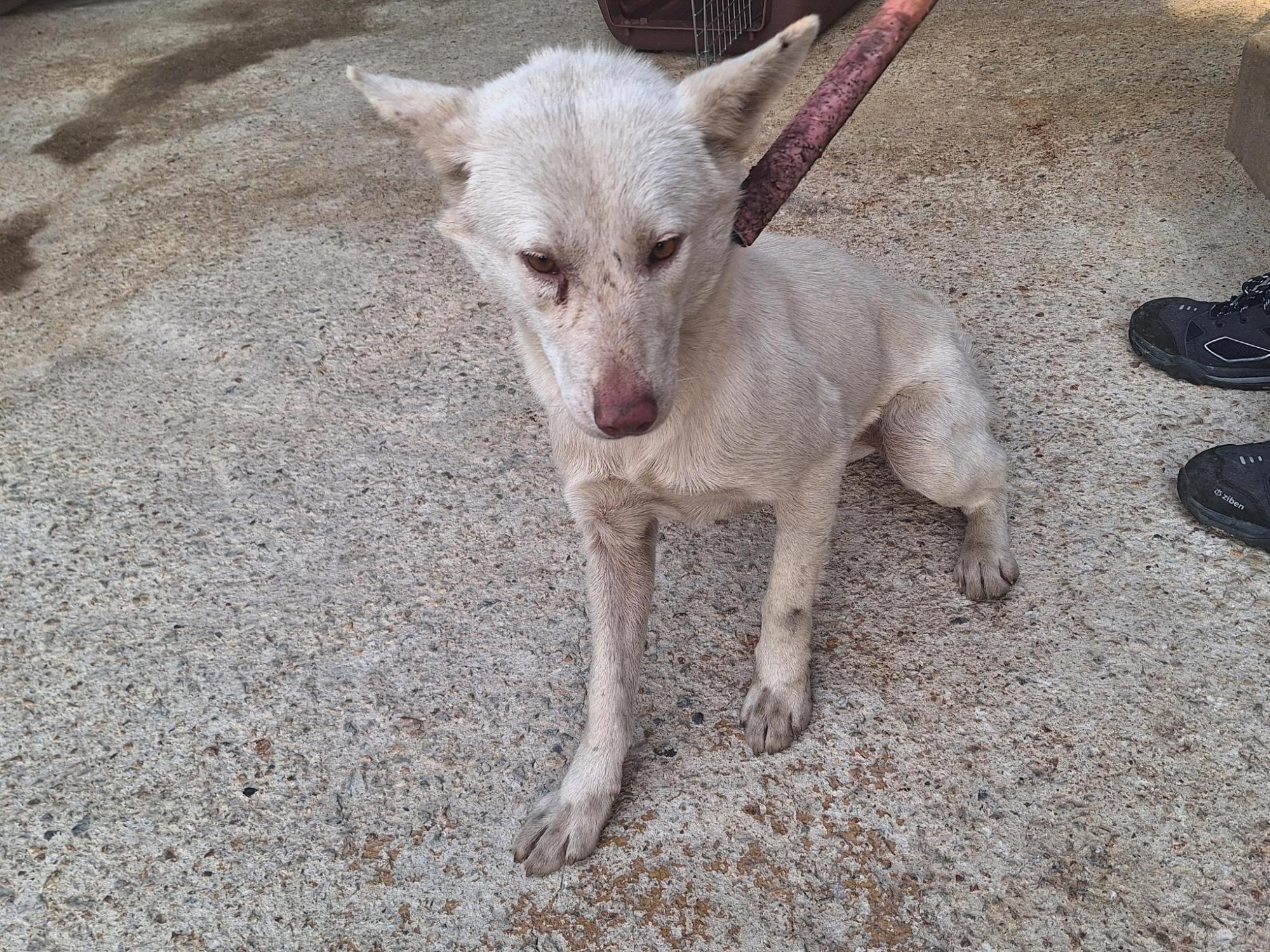 양산시 동물보호센터_448538202500751