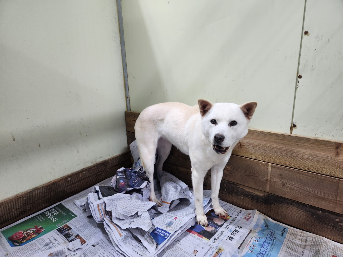 광주TNR동물병원송정_441554202501726