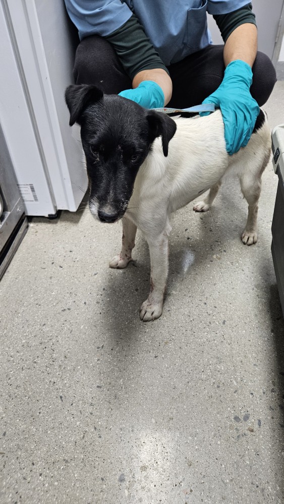 보호중 믹스견의 가…