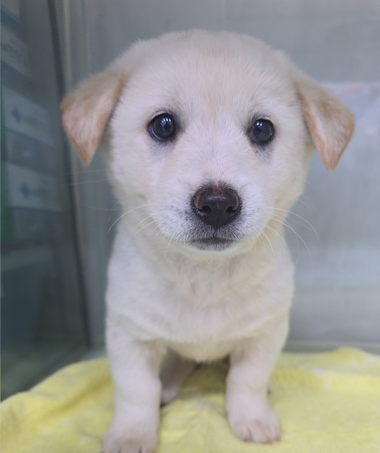 군산유기동물보호센터_445467202502283