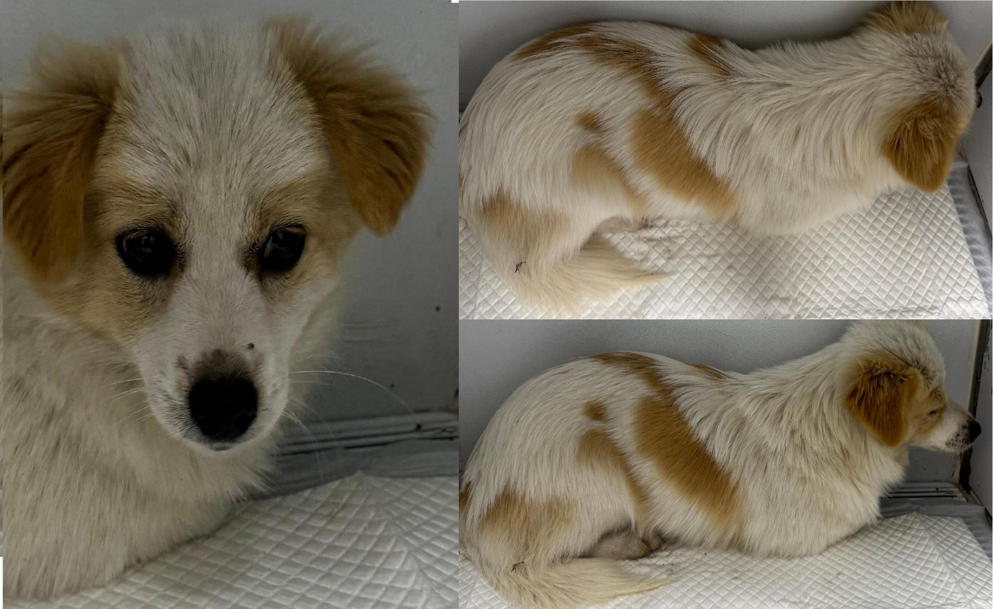 보호중 믹스견의 가…