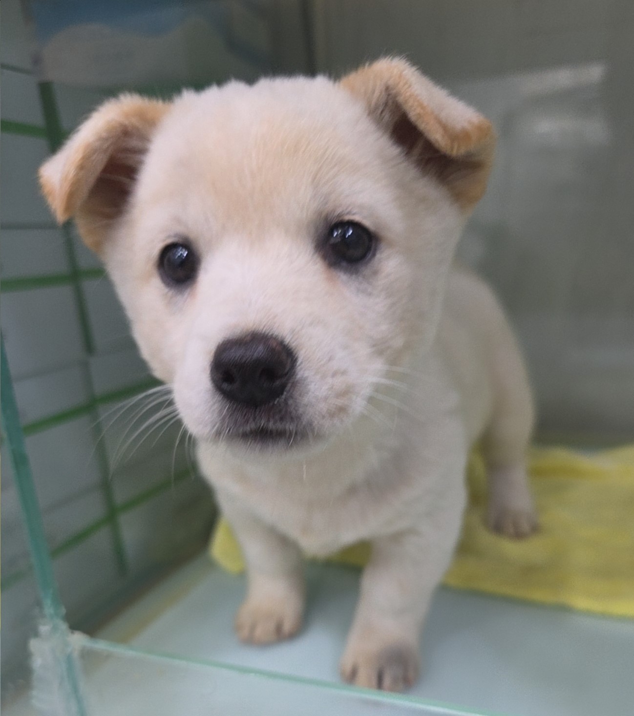 군산유기동물보호센터_445467202502282