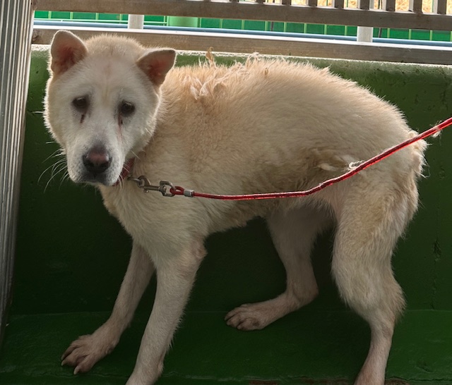 광양시 임시보호소_446484202500806