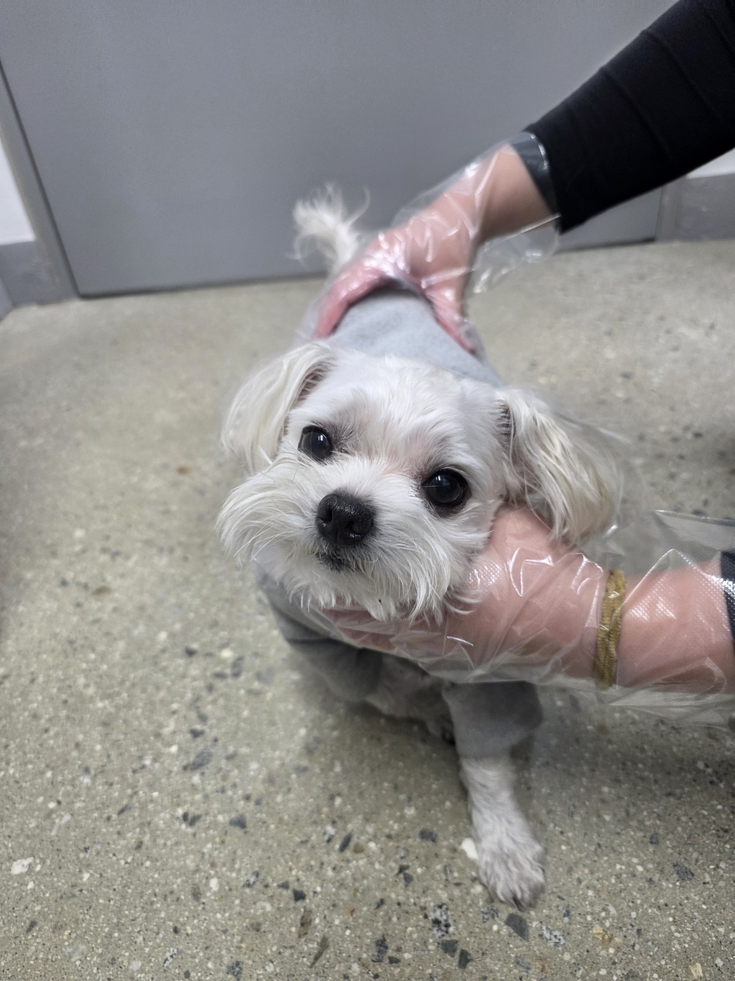 반려동물보호센터_443571202502986