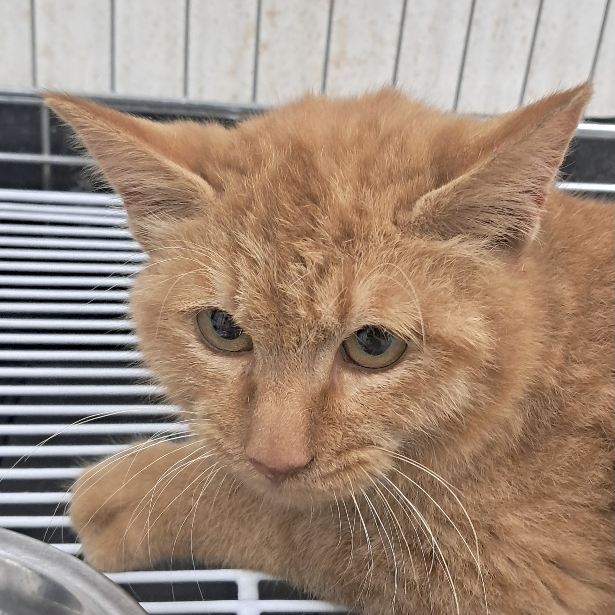 보호중 한국 고양이…