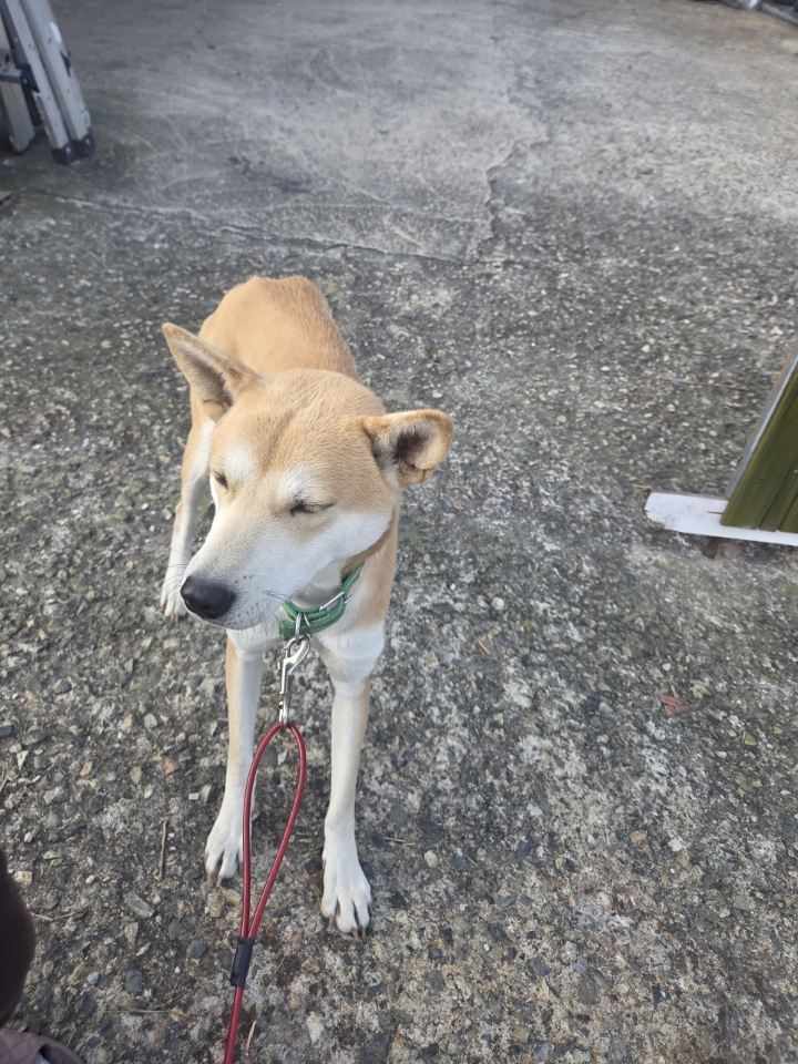 보호중 믹스견의 가…