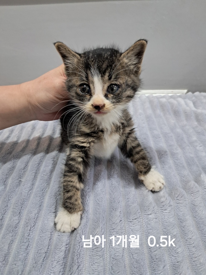 보호중 한국 고양이…