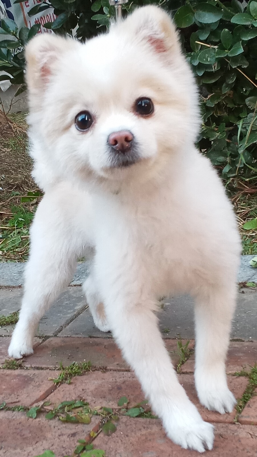 산타클라라동물병원_431369202500747