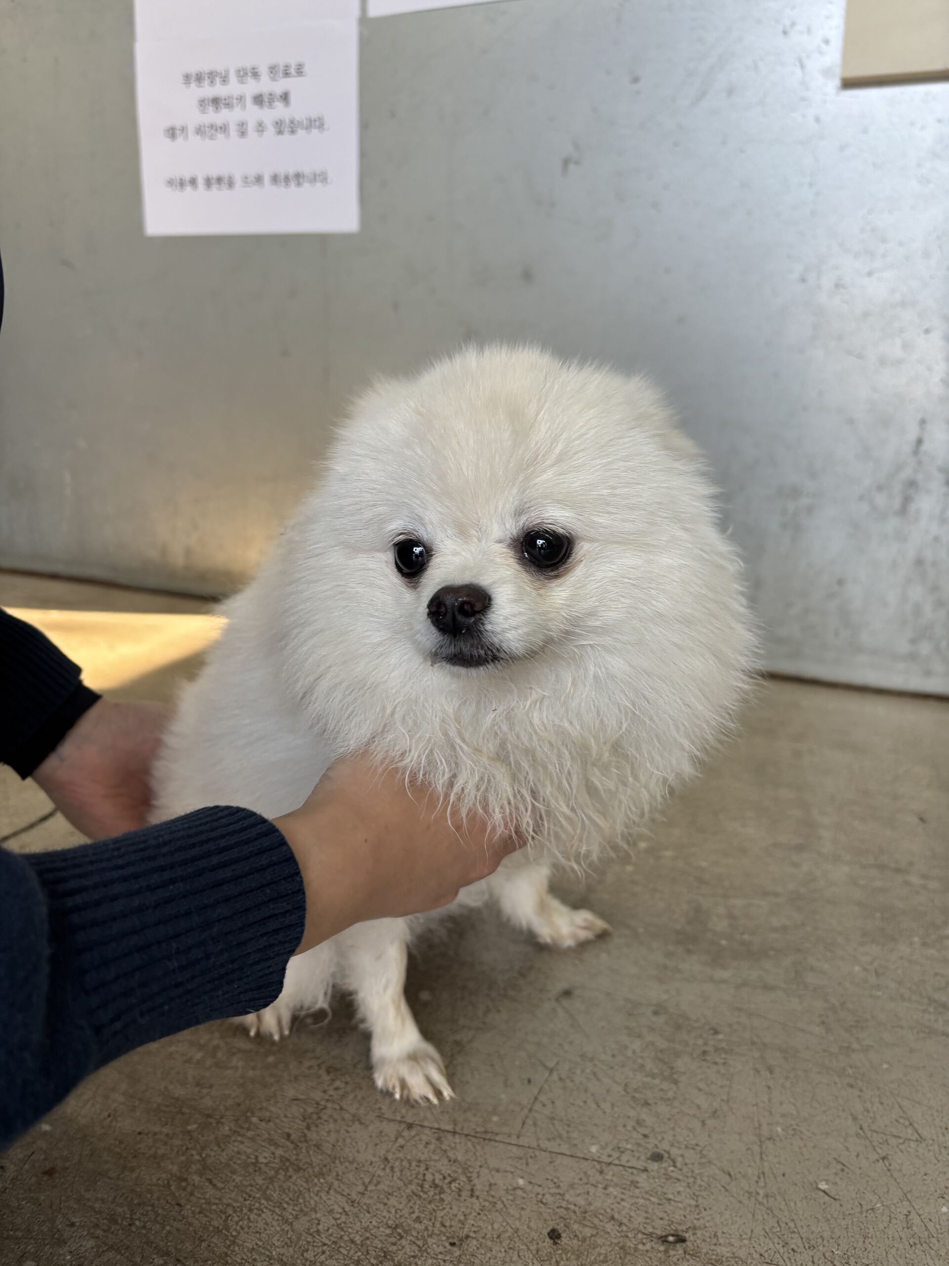 디디동물병원_428357202501624