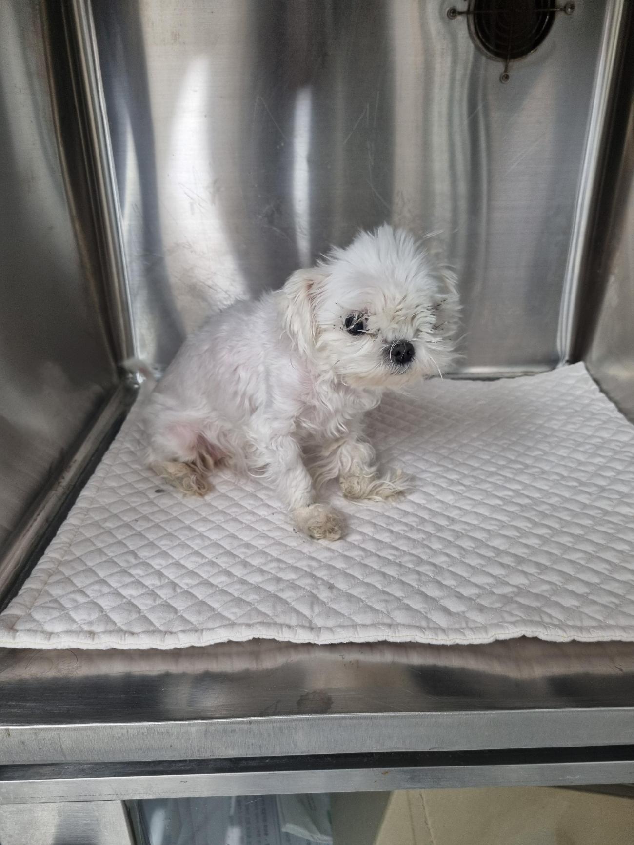 신공항동물병원_428349202501011