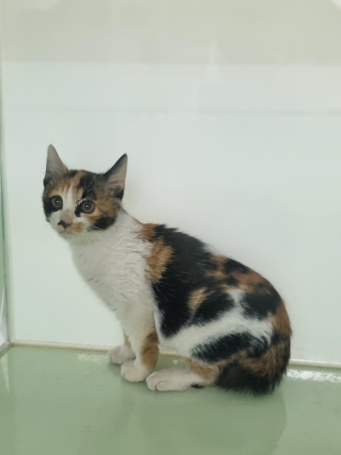 신공항동물병원_428349202501010