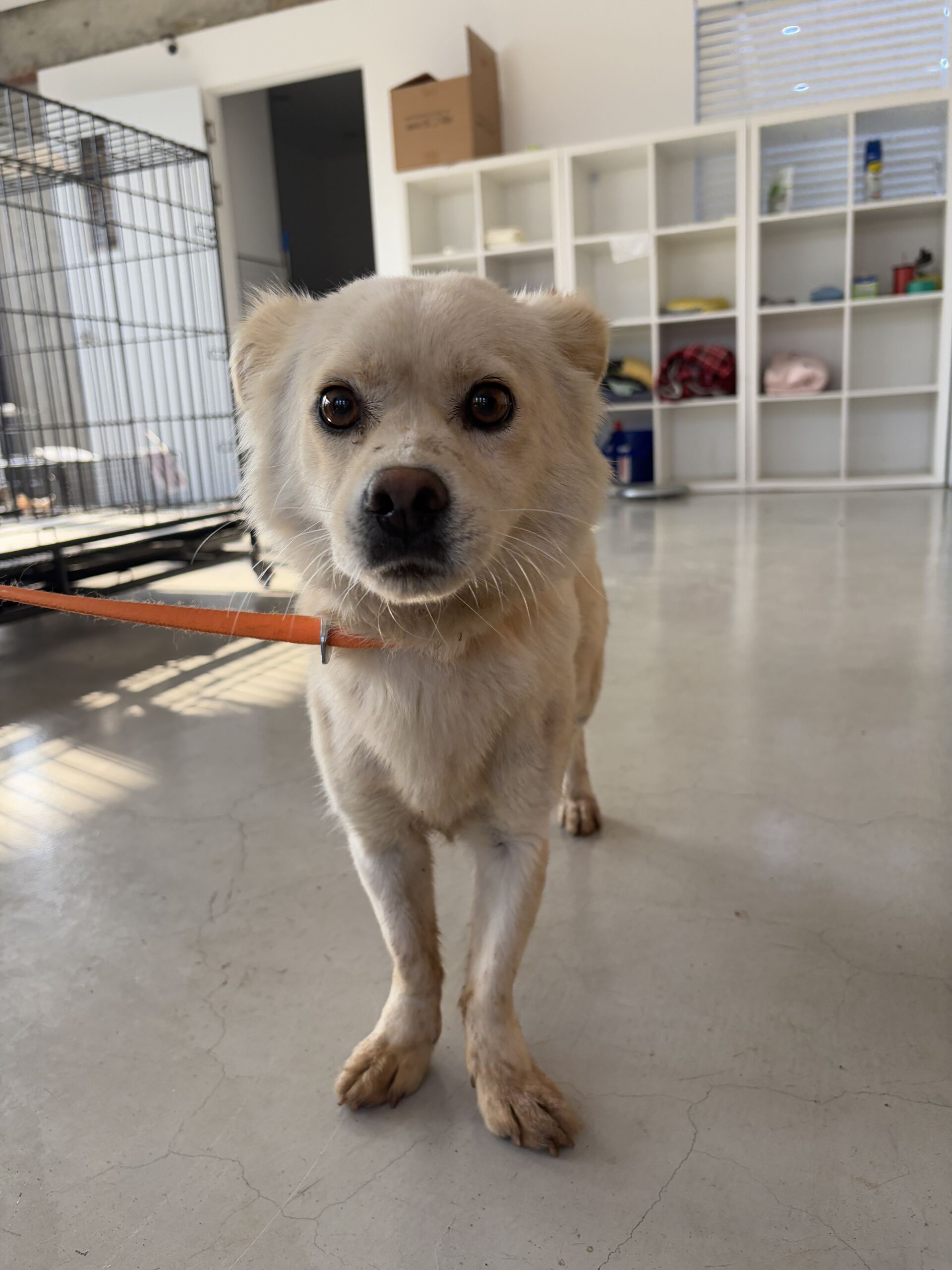 보호중 믹스견의 가…