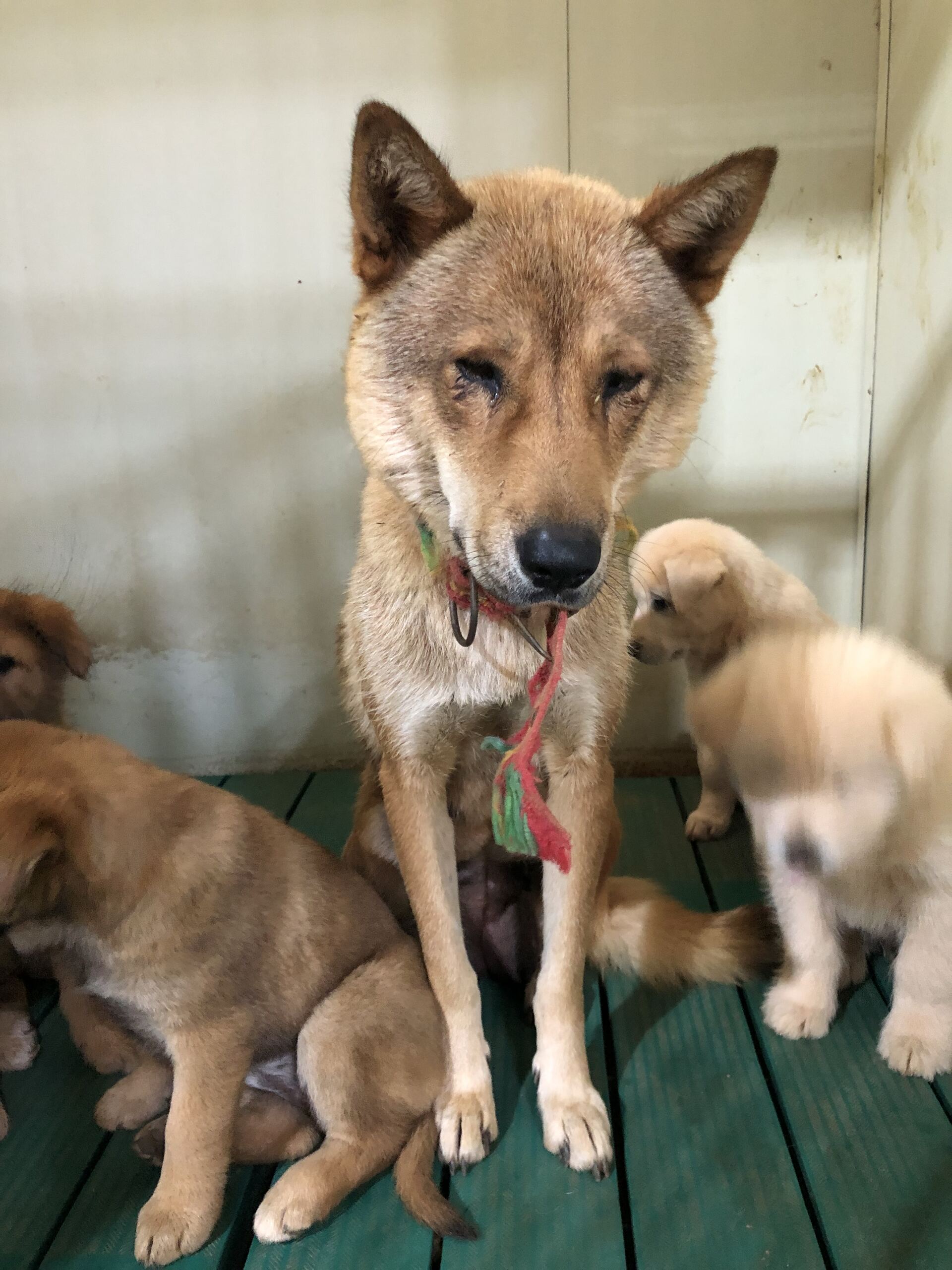 보호중 믹스견의 가…