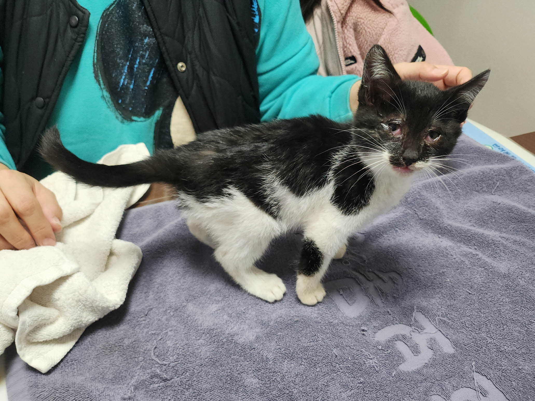 대구수의사회(아이펫)_427343202501071