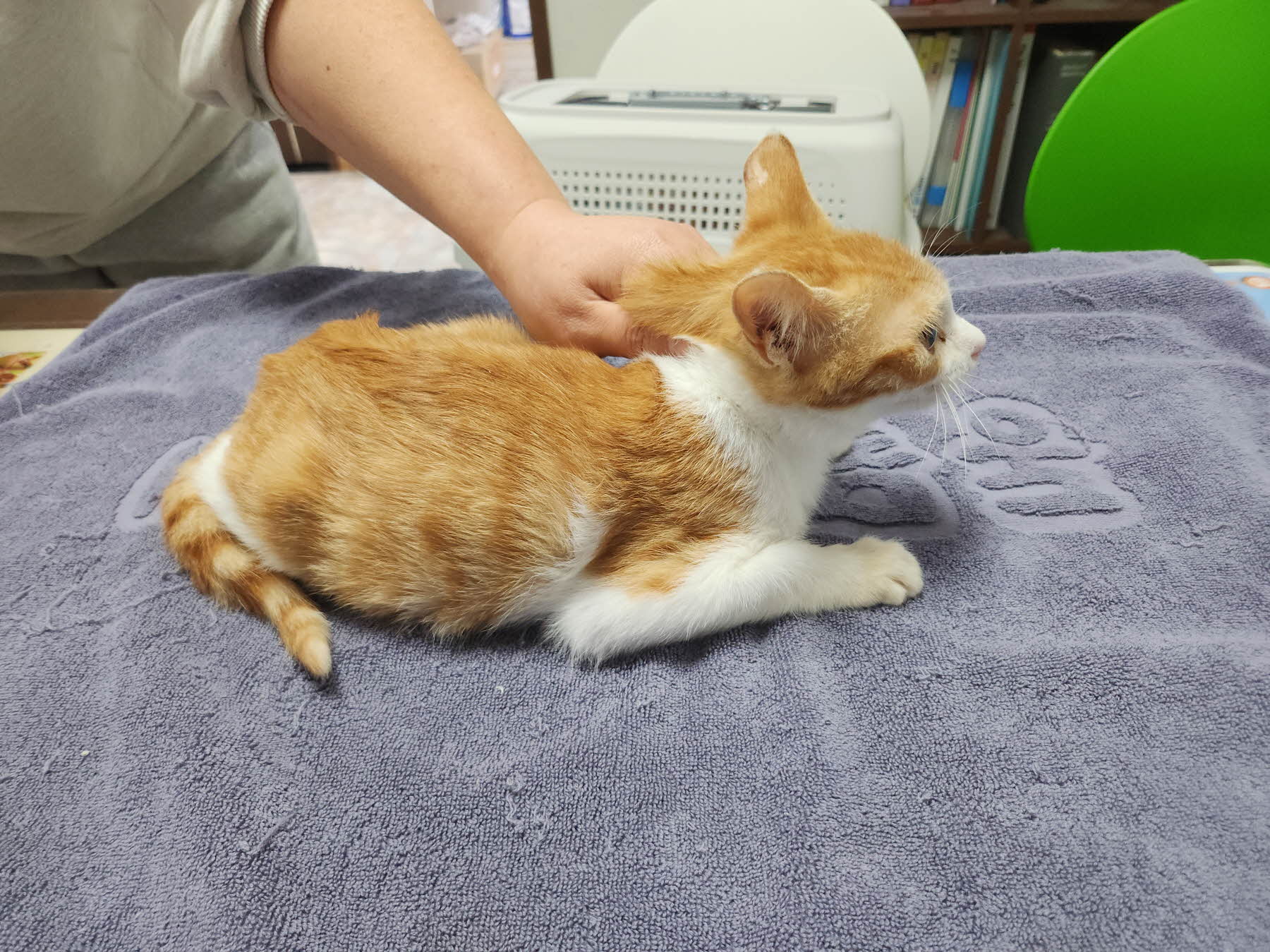 보호중 한국 고양이…