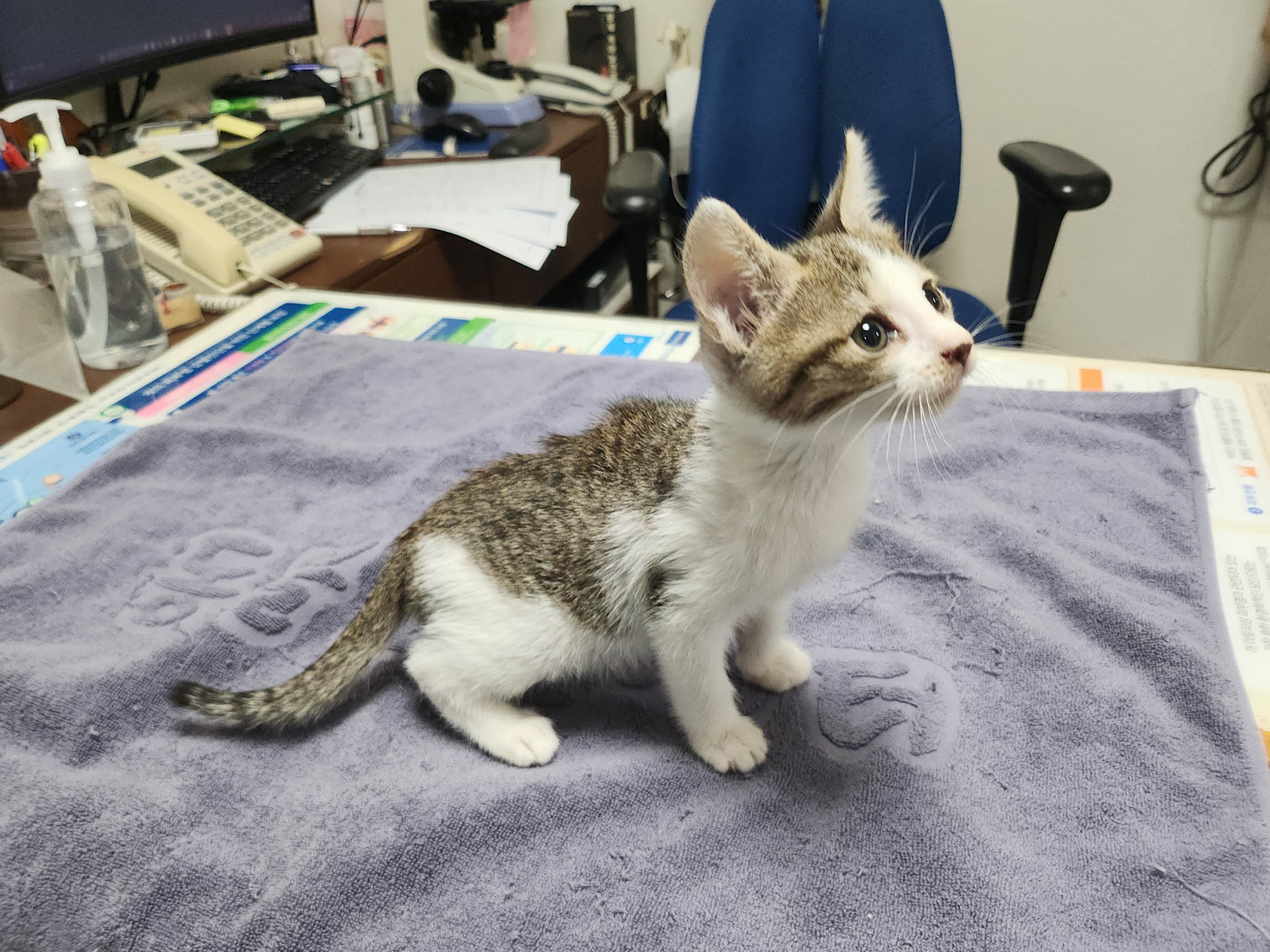 대구수의사회(아이펫)_427343202501069