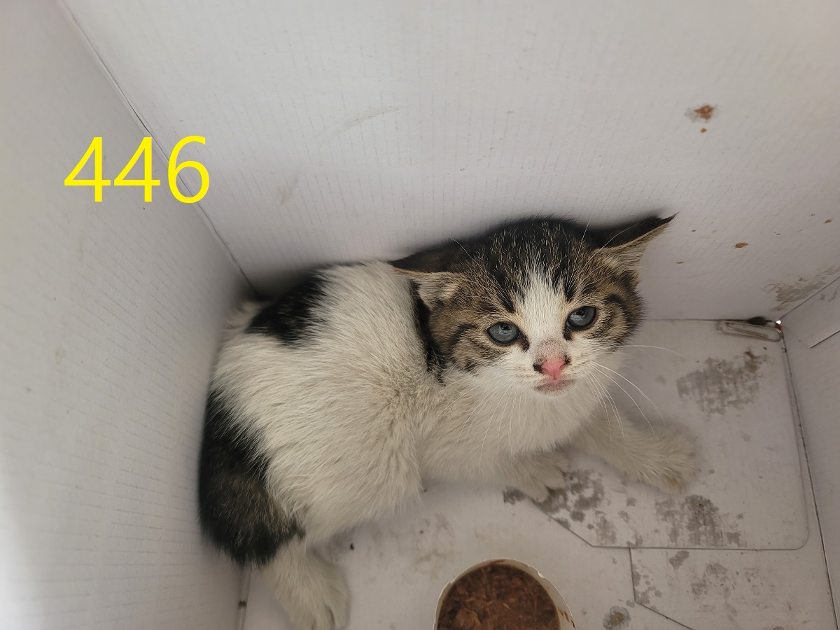 신영재동물병원_428355202500800