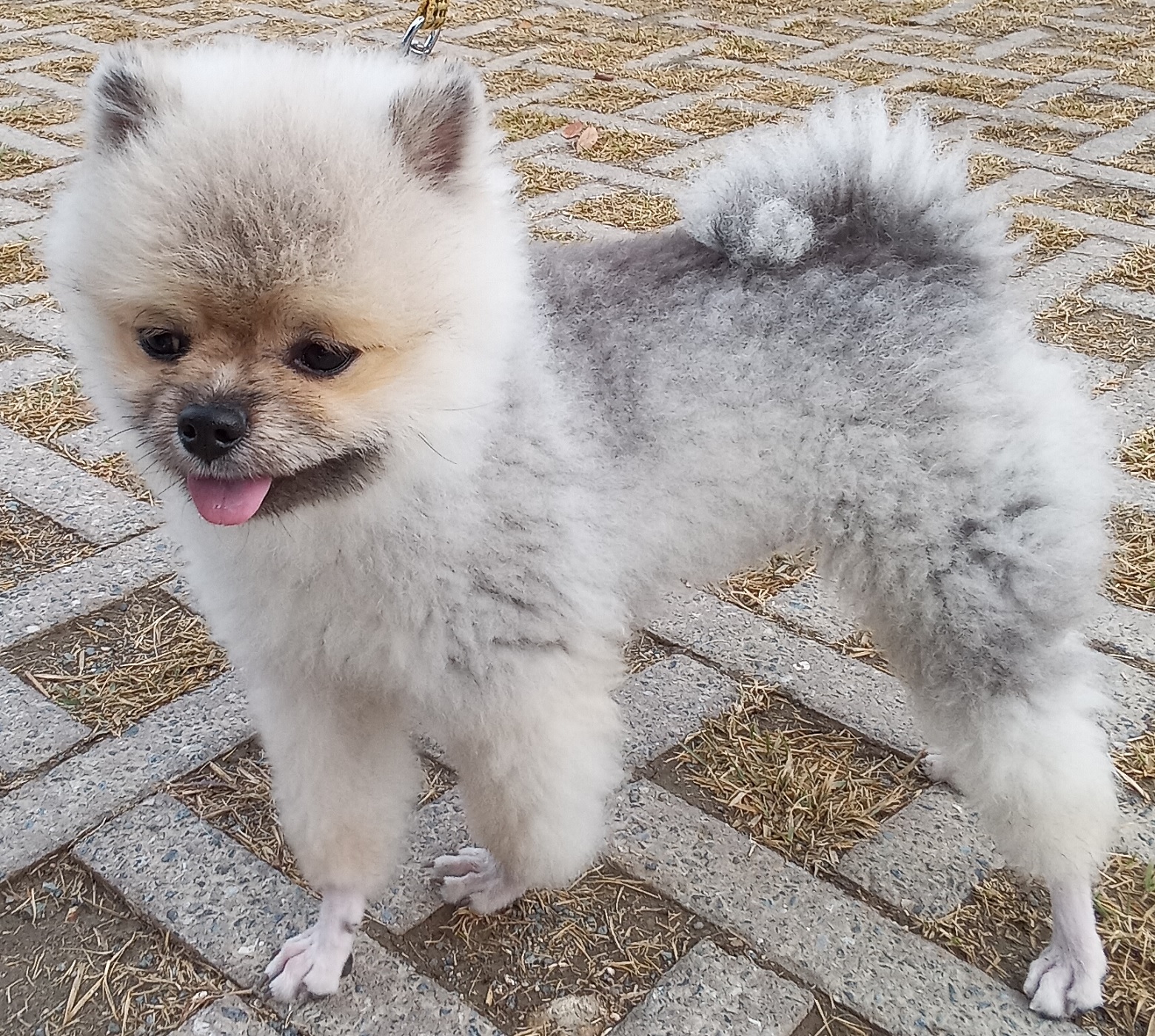 산타클라라동물병원_431369202500724