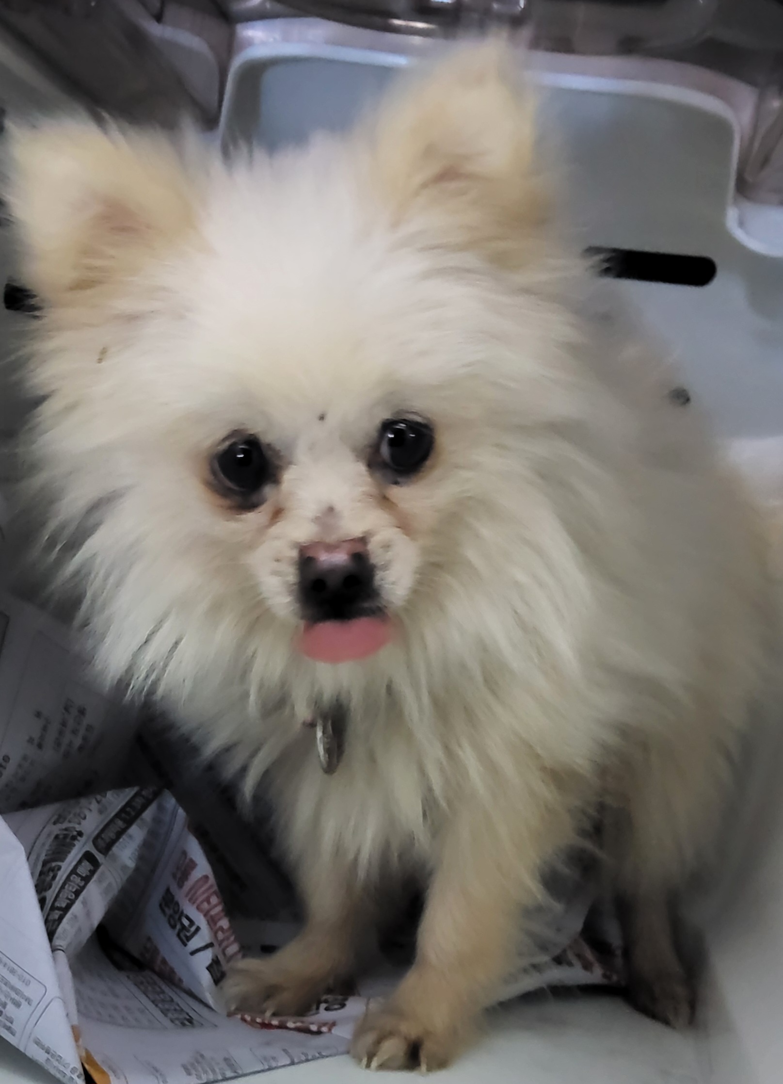 보호중 포메라니안의…