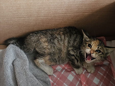 보호중 한국 고양이…