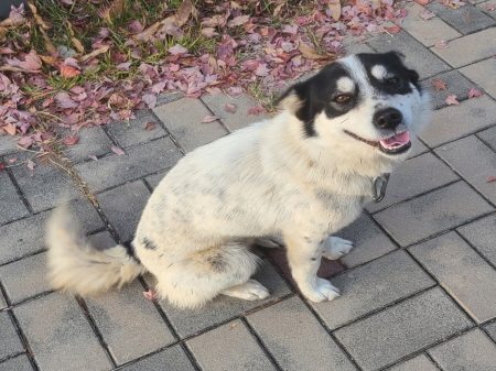 종료(반환) 믹스견…