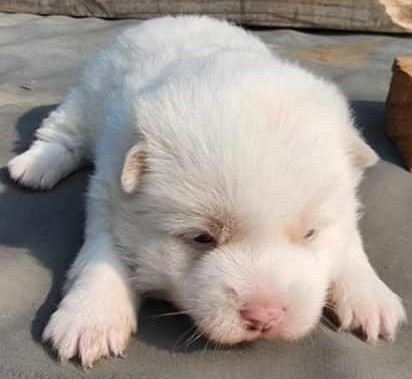 보호중 믹스견의 가…