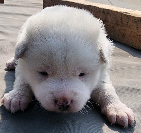 보호중 믹스견의 가…