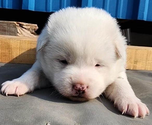 공주시 동물보호센터_444450202500526