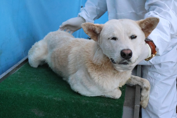 보호중 믹스견의 가…