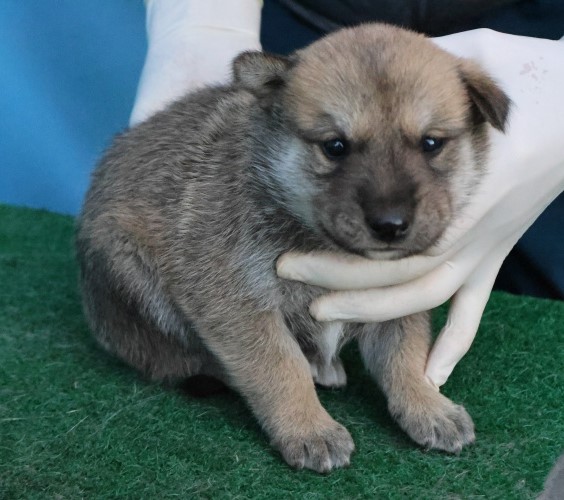 제주 동물보호센터_450650202503094