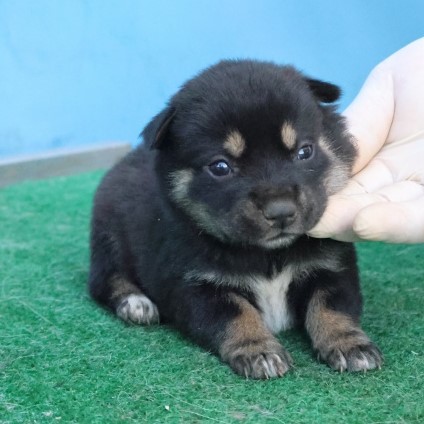 보호중 믹스견의 가…