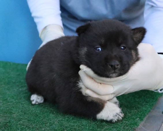 보호중 믹스견의 가…