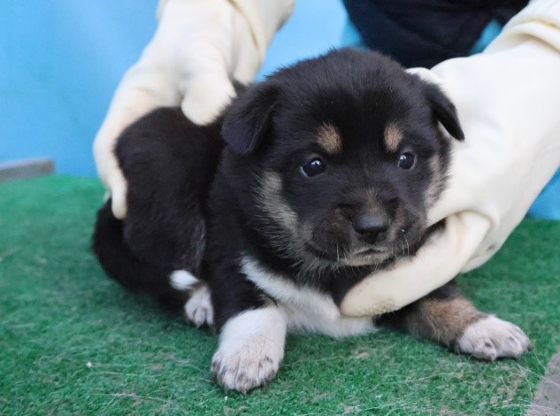 제주 동물보호센터_450650202503091