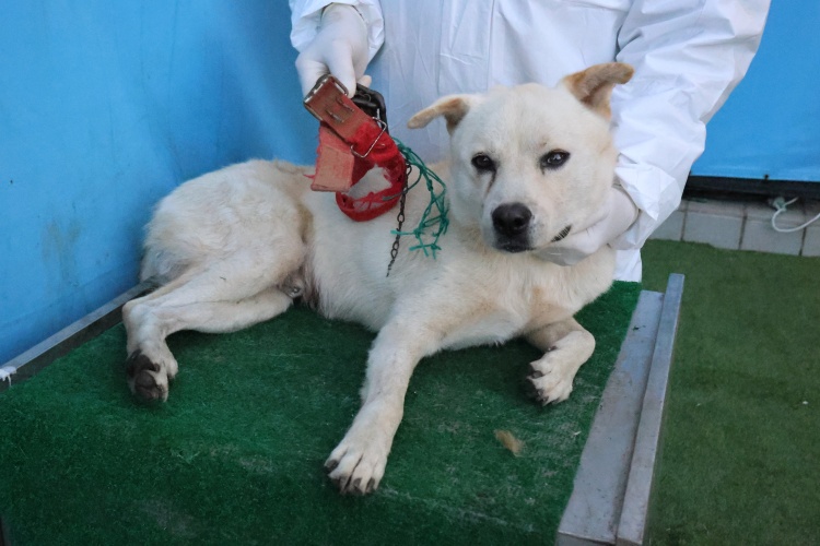 제주 동물보호센터_450650202503085
