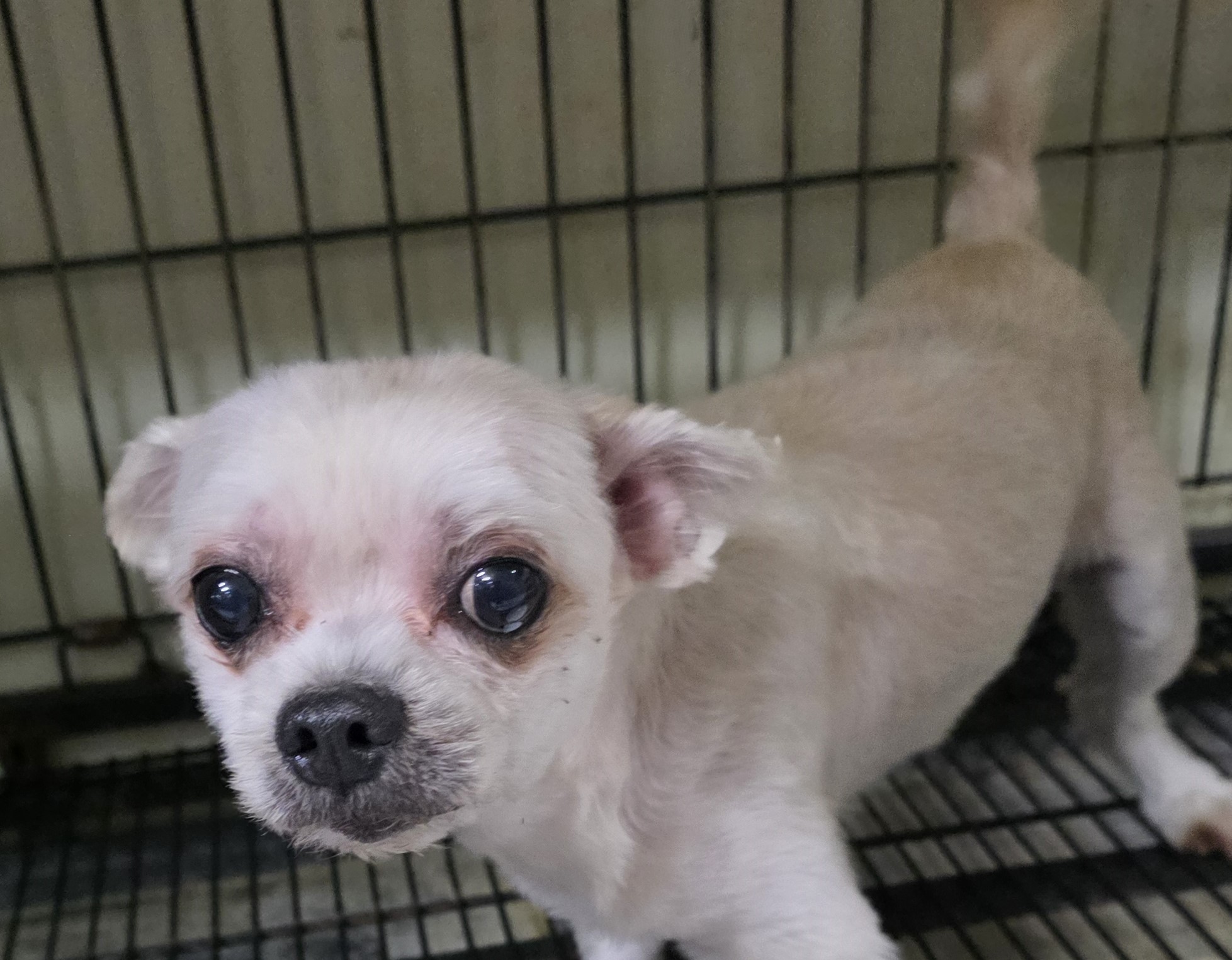 대구유기동물보호협회_427347202500912