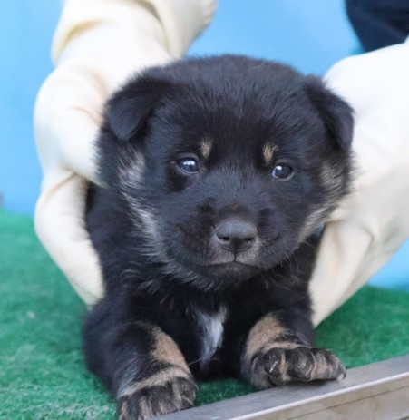 제주 동물보호센터_450650202503087