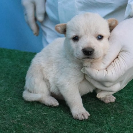 보호중 믹스견의 가…